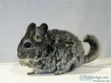 Chinchillas for sale