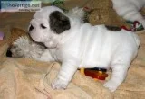 English Bulldog puppies for sale
