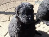 Black Russian Terriers