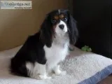 Cavalier Puppies