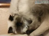 8 month old fixed seal point himalyan