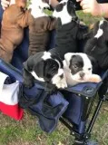 Beautiful Blue and White Pied French Bulldog Pups