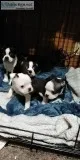 Fenchton puppies