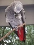 Home Raised African Grey