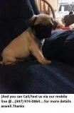 Splendid Akc Reg Forever Loving Pug Puppies..