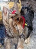 Purebred Yorkie male