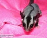 pretty sugar Glidersfor sale