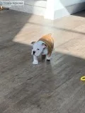 Bulldog Pup Available