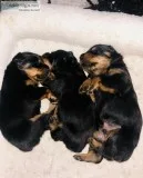 Rottweiler Puppies