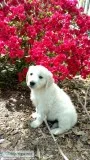 White Golden Retriever Puppies