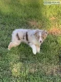 Standard NKC Australian Shepherd puppies