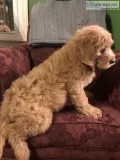 Labradoodle puppies