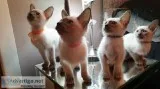 Stunning Blue Siamese Kittens