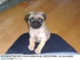Sparkling Beautiful Akc Reg Pug Puppies Ready for Re-Homing..