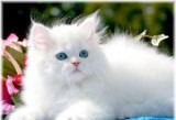 Absolutely Beautiful Persian Kitten