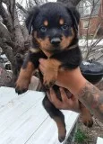 Ckc Healthy Rottweiler Puppies Ready Now