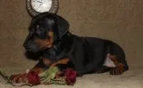 Beautiful chocolate boys left and one brown girl available