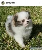 Pomeranian puppies
