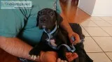 4 Month Old Great Dane Puppy