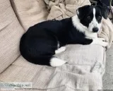 9 mouth Cardigan Corgi