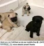 4 Ckc Reg Superior Pure Breed Pug Puppies for Adoption..