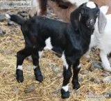 Adorable Mini Goats Different Breeds