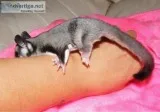 beautiful sugar Gliders for sale