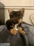 Yorkshire Terrier pyppy