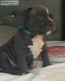 Jimmy 7 week old Male American Bully puppy UKC registered