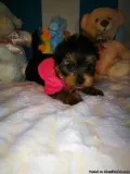 Cute Akc Registered yorkie puppies