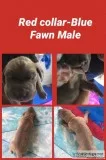 Gorgeous Great Dane Babies