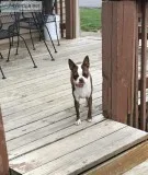 BOSTON TERRIER CKC