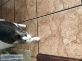 Adult Cats needing rehoming