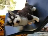 Huskys for sale