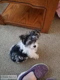 Yorkiepoo male