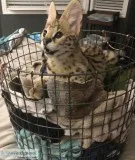 good looking savannah and serval cats