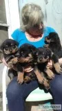 Rottweiler puppy s for sale