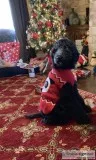 Registered standard poodle