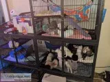 10 Ferrets ( or - cage)
