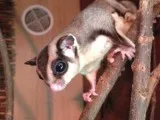 lovely sugar glider for sale