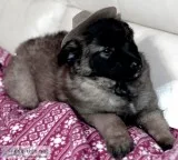 Belgian Tervuren Puppy