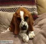 AKC basset hound puppies-kid friendly