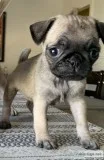 Female pug