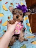 2 Male and Female Yorkie Puppies