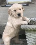 Super Golden Retriever pups ( Boys and Girls )