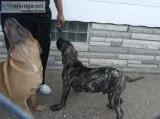 Big Dogs for sale