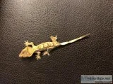 Male Crested Gecko For Sale