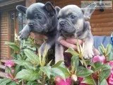 Healthy  French Bulldog
