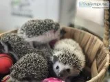 Hedgehogs