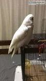 Adorable and Friendly Goffin Cockatoo is Avaible.